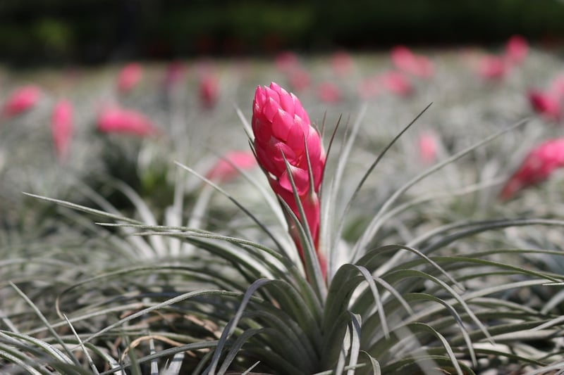 Air Plant Display
