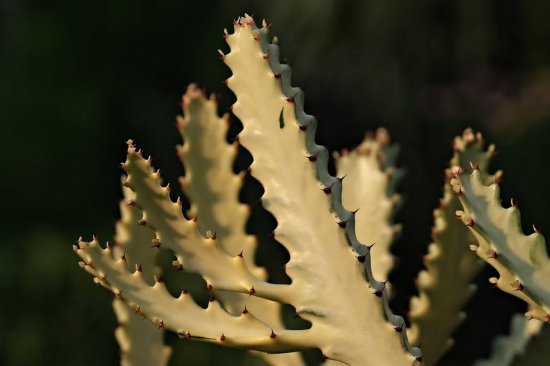 Succulent plant